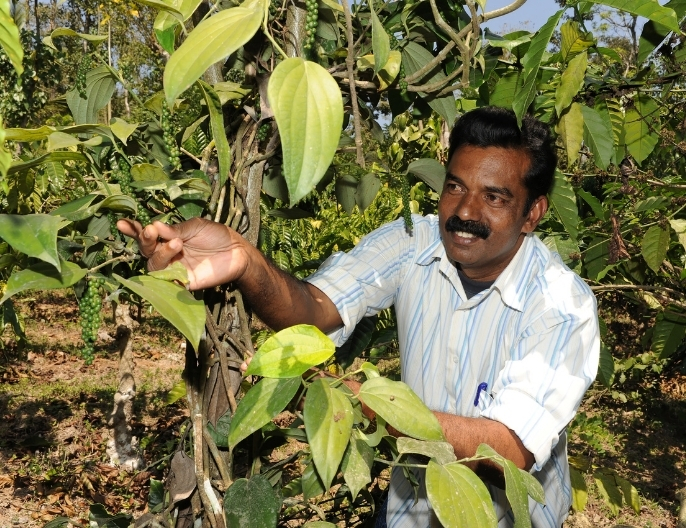 Producteur poivre indien coopÃ©rative FTAK- Noix de cajou au poivre noir